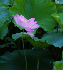 清晨荷花绿映红