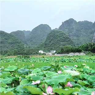 鹿寨大兆村观荷