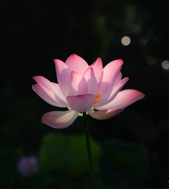 荷花的韵  光影的美