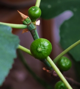 自家阳台种的无花果