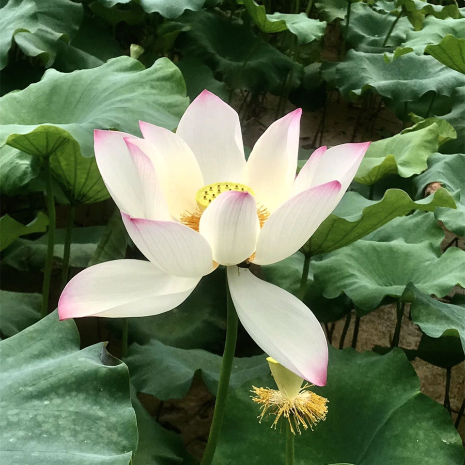 季夏荷塘掠影
