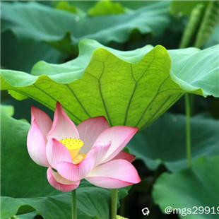 菡萏初红。
