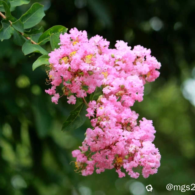 紫薇花