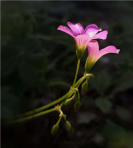 一茎紫韵