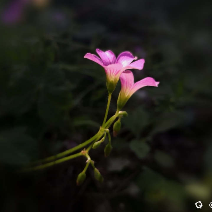 一茎紫韵（手机片）