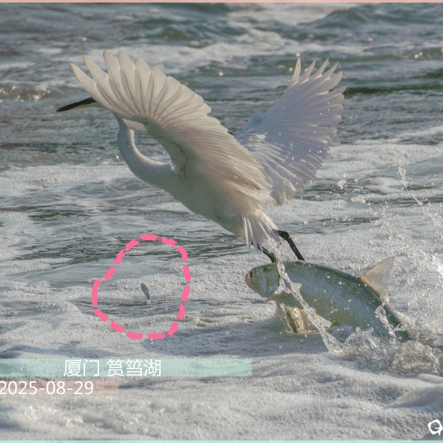 大鱼吃小鱼