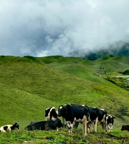 赴南山牧场