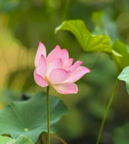 风摇菡影（手机片）