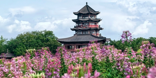 桂林园博园醉蝶花开