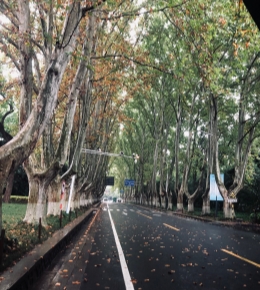看看南京的 秋景
