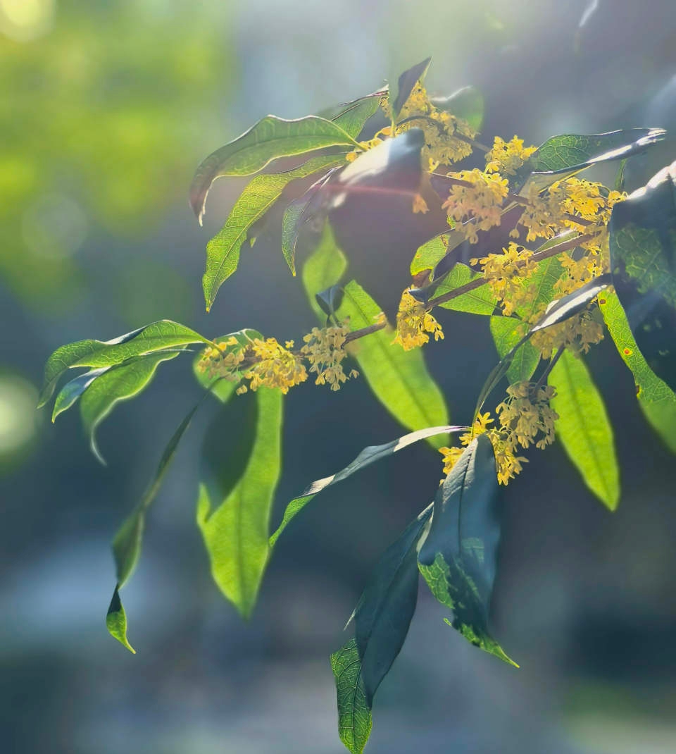 桂花飘香