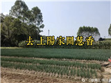 秦裔工：去上阳家闻葱香