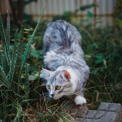 加入拍猫行列