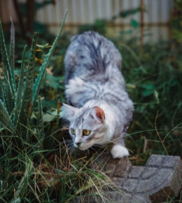 加入拍猫行列