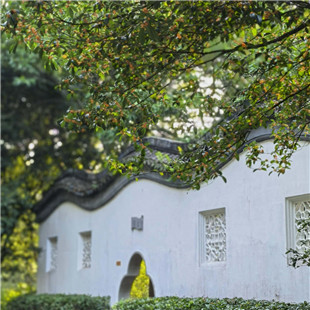 满城桂语（手机片）