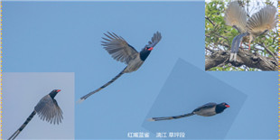 草坪碧岩阁黑鸢  红嘴蓝雀