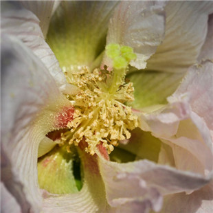 ★★★★★木芙蓉