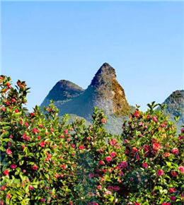 峰林坳里山茶花开