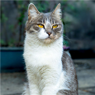 猫大哥