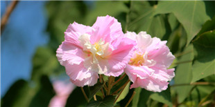 甘棠江芙蓉花开正艳