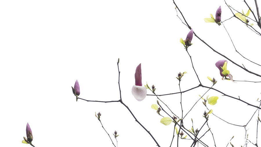 DSCF1520.jpg