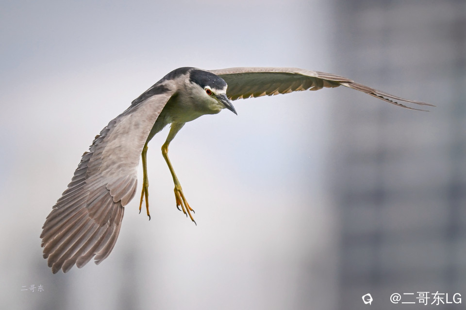夜鹭起飞 (9).jpg