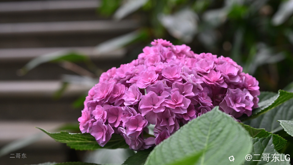 三月三青秀山花展 (6).jpg