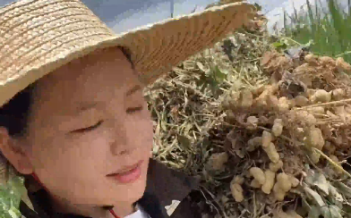 女子分享“广西夏日农村生活三件套之拔花生”！老表：看着就怕，没有一年暑假能逃得掉