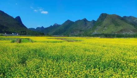 和郑钧洪先生《冬日郊外赏花果》