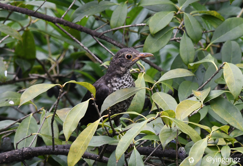 DSC_0300_副本.jpg