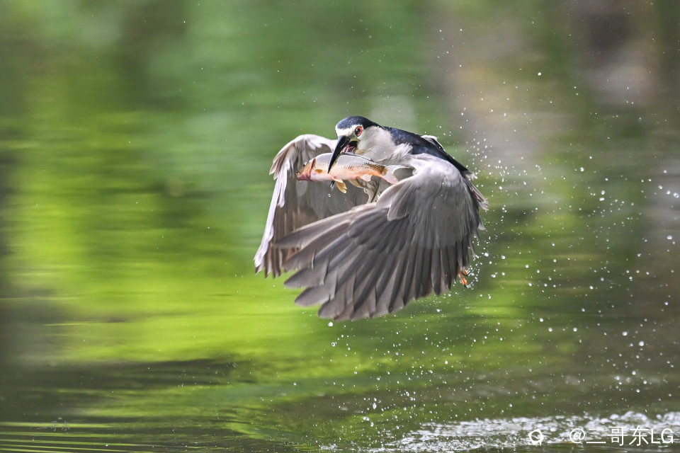 夜鹭捕鱼 (10).jpg
