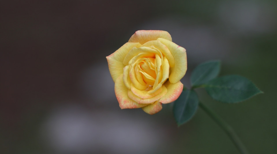 虞山公园的月季花开啦