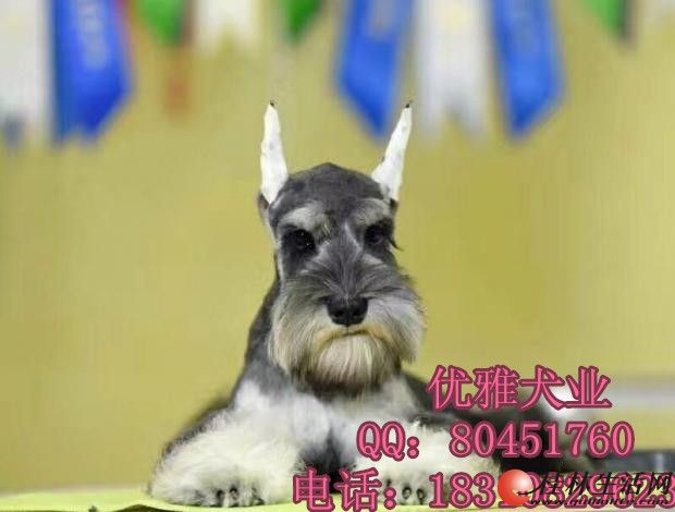 ����ѩ������۱���������ѩ����Ȯ�����ֽ�������