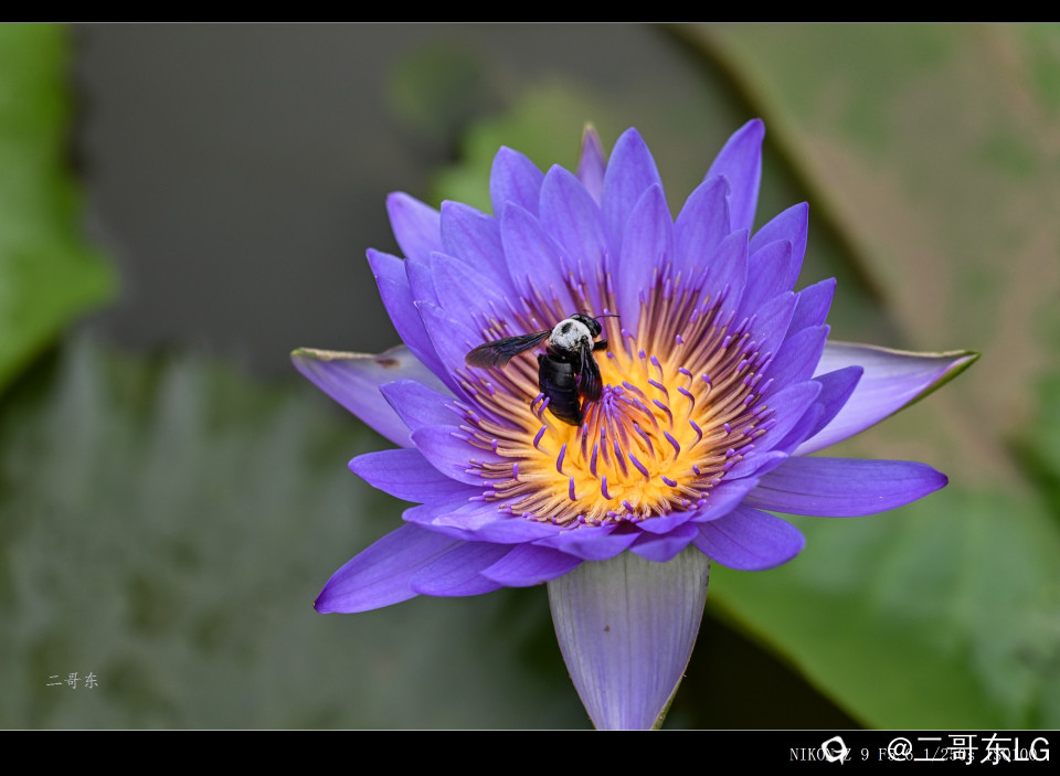 精品莲花 (31).jpg