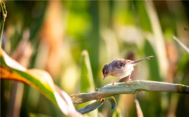 晨光下的褐頭鷦鶯