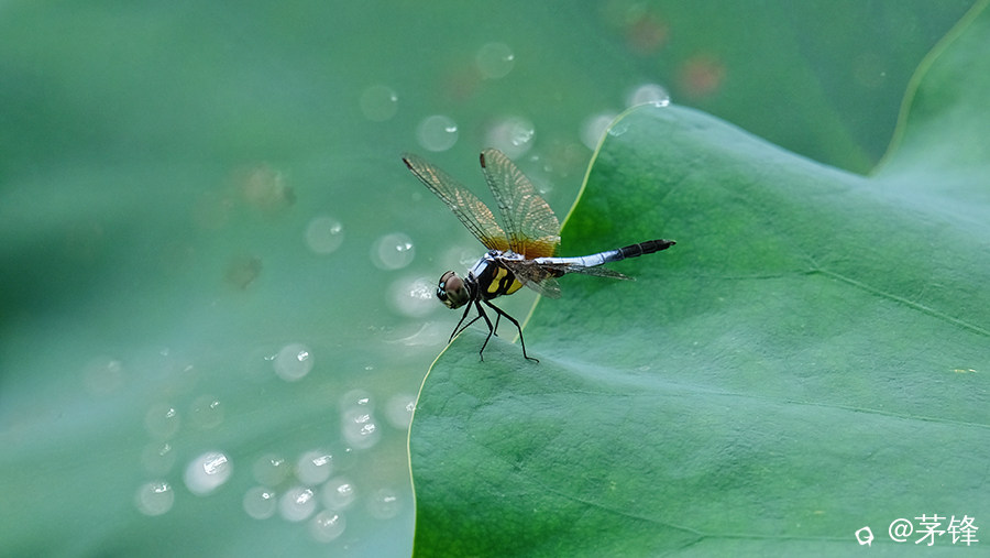 DSCF6907.jpg