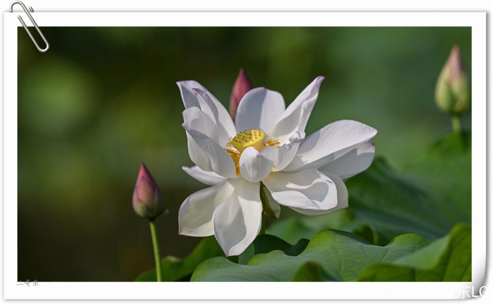 艳丽荷花 (14).jpg