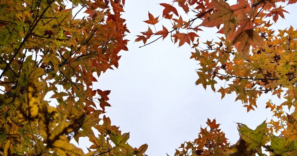 桂磨路边枫叶红