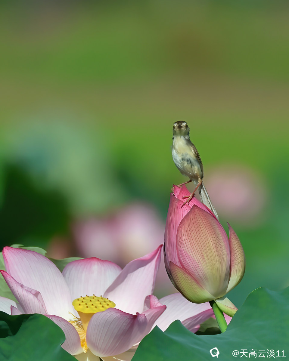 5D2A8805-DeNoiseAI-denoise.jpg