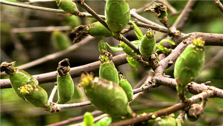 第一次見(jiàn)臘梅果