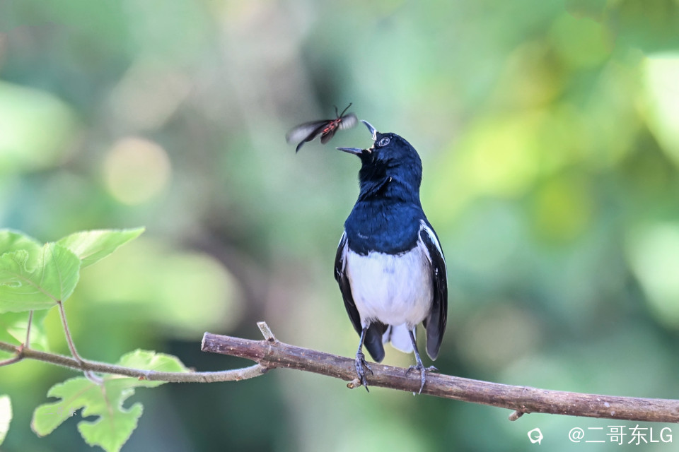 飞蛾扑嘴 (1).jpg