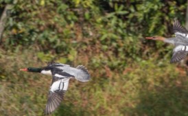 清獅潭的中華秋沙鴨