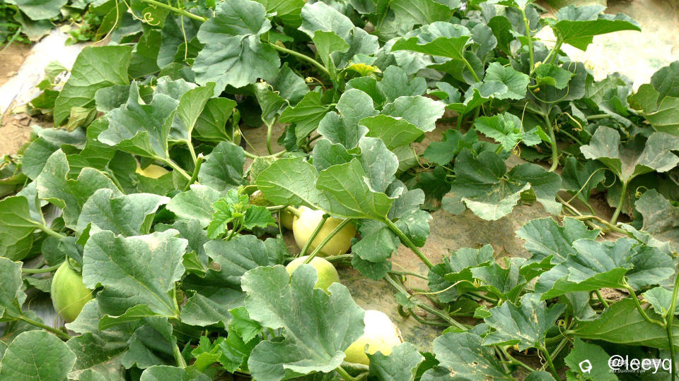 P1150581_副本.jpg