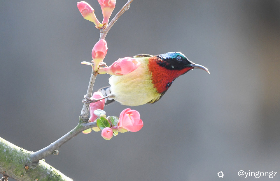 DSC_6606_副本-1.jpg