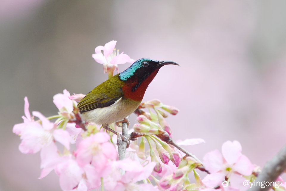 DSC_4899_副本.jpg