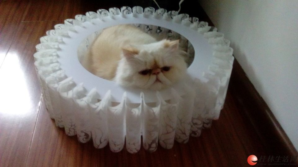 �����ص�ɫϲ�������ֹ�è����