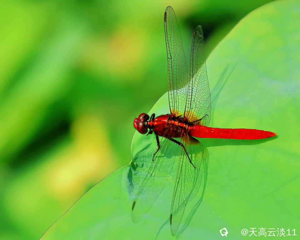 5D2A1710-DeNoiseAI-clear.jpg