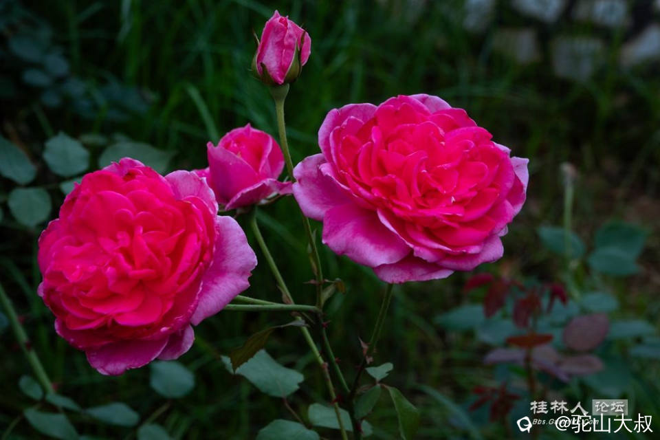 DSC07142-0 - 副本.jpg