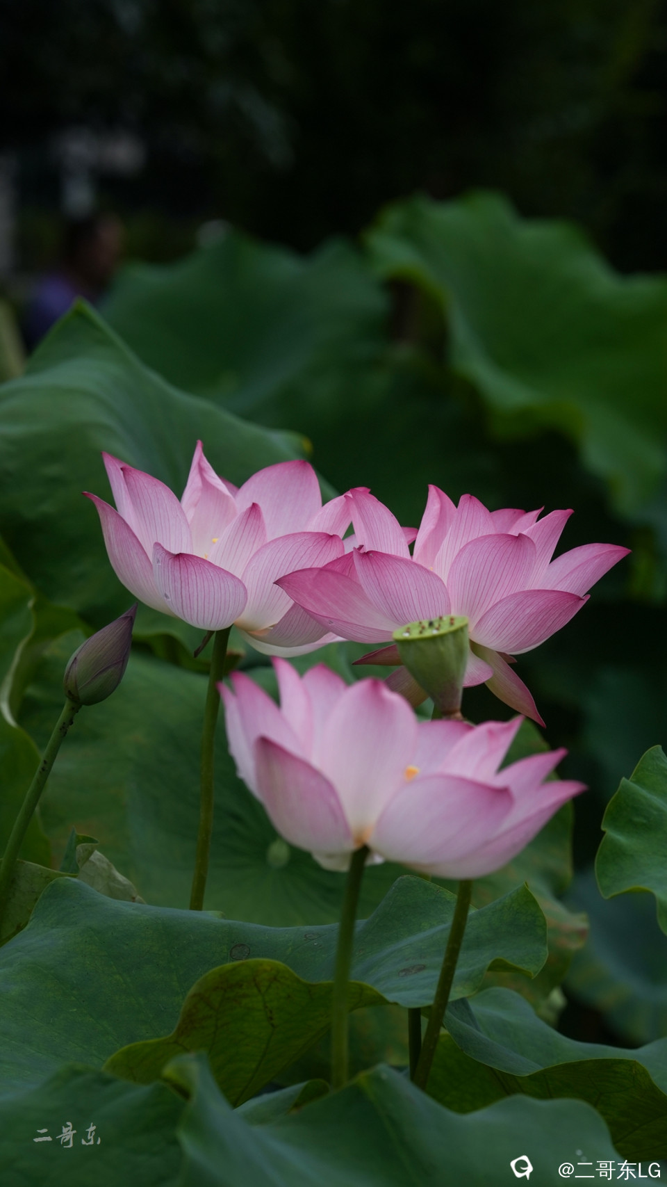 荷花 (13).jpg