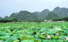 鹿寨大兆村观荷